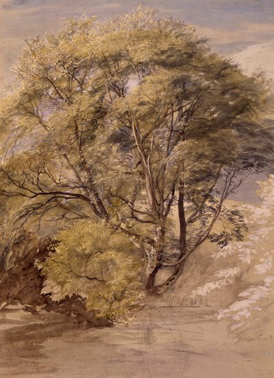 Bir Söğüt Ağacının İncelenmesi, 1850 dolayları (kağıt üzerine suluboya) by Samuel Palmer