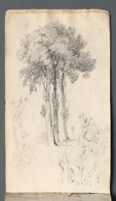 Eskiz defteri: Ağaç Çalışması, 1814. by Samuel Prout