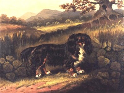 Bir Manzarada Kral Charles Spaniel 
