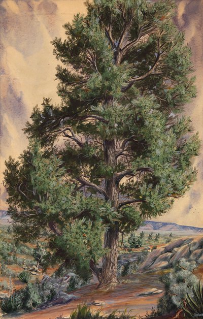  by Sandow
