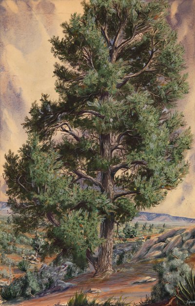 Çam Ağacı, n.d. by Sandow