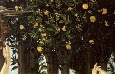 Primavera, Portakal Ağacı detayı, panelde c.1478 tempera by Sandro Botticelli