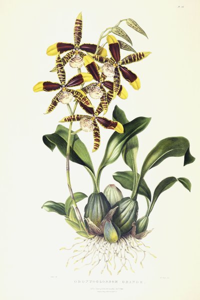 Odontoglossum Grande, c.1837-1843 by Miss Drake