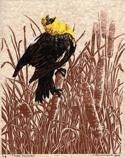  by Sarah Drummond