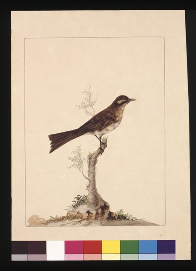 Sayfa 14. Sararmış kulaklı Sinekkapan. Şimdi Sarı Yüzlü Bal Yiyen olarak bilinir, c.1789-90 (suluboya) by Sarah Stone