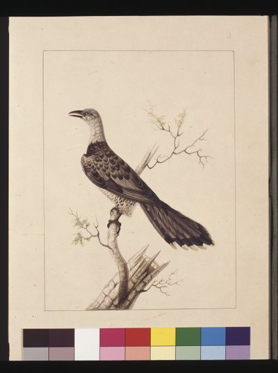 Sayfa 1. Anormal Boynuzgaga: İmzalı l.c. Sarah Smith. Şimdi Kanal gagalı guguk kuşu olarak bilinir, c.1789-90 (suluboya) by Sarah Stone