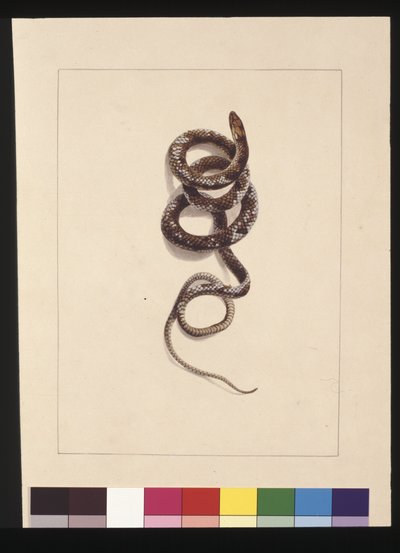 Sayfa 20. Yılan No.1. Şimdi Kahverengi Yılan olarak biliniyor, c.1789-90 (suluboya) by Sarah Stone