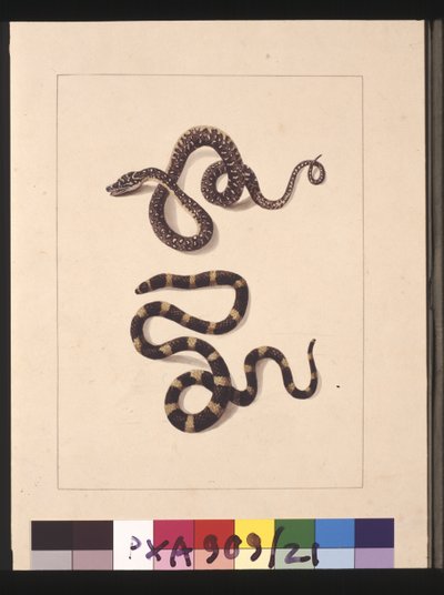 Sayfa 21. Yılanlar No. 1 ve No.2. Şimdi Genç elmas yılan ve Bandy bandy olarak bilinir, c.1789-90 (suluboya) by Sarah Stone