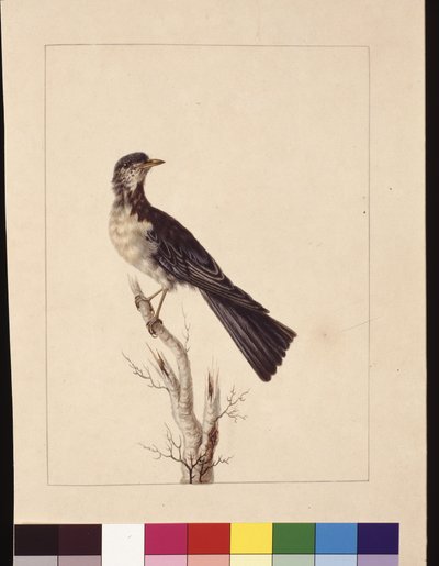 Sayfa 29. Jackson Ardıç Limanı Limanı. Şimdi Gri ardıç benekli bıldırcın ardıç olarak mı biliniyor?, c.1789-90 (suluboya) by Sarah Stone