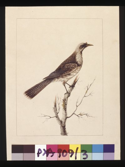 Sayfa 3. Düğme, Önlü Arı Yiyen: İmzalı l.c. Sarah Smith. Şimdi bir Friar kuşu olarak biliniyor, c.1789-90 (suluboya) by Sarah Stone
