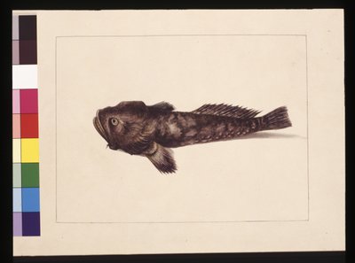 Sayfa 8. Şüpheli Lophius. Şimdi Kurbağa Balığı olarak biliniyor, c.1789-90 (suluboya) by Sarah Stone