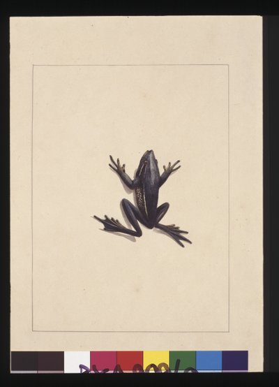 Sayfa 9. Mavi Kurbağa. Şimdi Yeşil Ağaç kurbağası olarak biliniyor, c.1789-90 (suluboya) by Sarah Stone