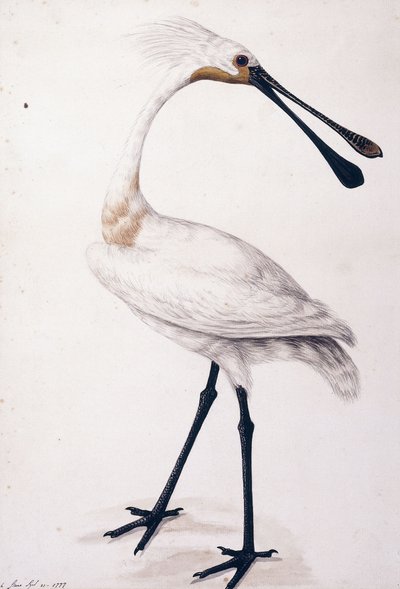 Kaşıkçı, 1777 by Sarah Stone