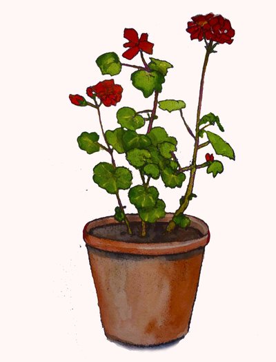 Saksıda sardunyalar,2019,(suluboya) by Sarah Thompson Engels