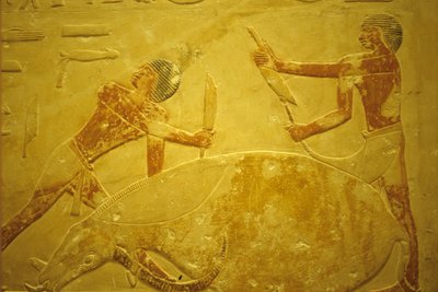 Antik Mısır, Duvar oyma/resim, Mastaba/Idout Mezarı, Saqqara, MÖ 2323-2150, Kurban edilmek üzere kesilen boğa (fotoğraf) by School Egyptian