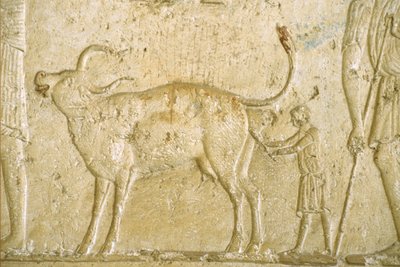 Antik Mısır, Duvar oyma/boyama, Petosiris Mezarı, Tuna Gabel, Tuna el Gebel, MÖ 300, Bir ineğin doğum yapmasına yardım etmek (fotoğraf) by School Egyptian