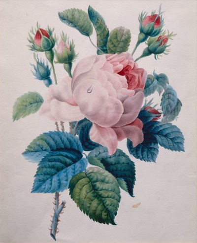 Bir Gül (kalem ve sulu boya) by School French