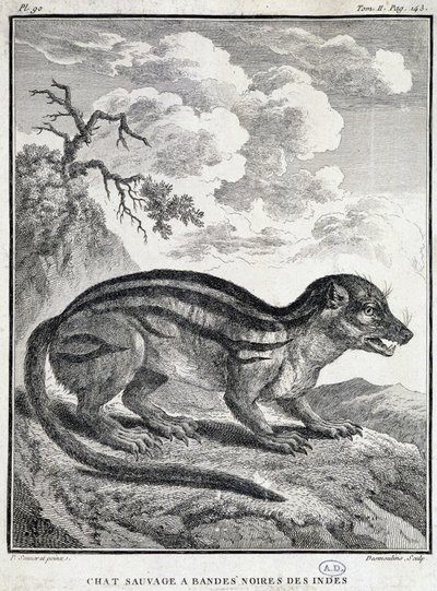 Hint Siyah Çizgili Vahşi Kedi by School French