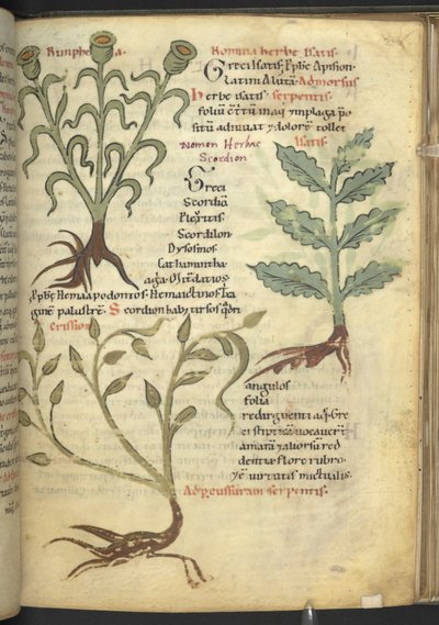 Harley 4986 f.23 Nymphia; Isatis; Kriz, 