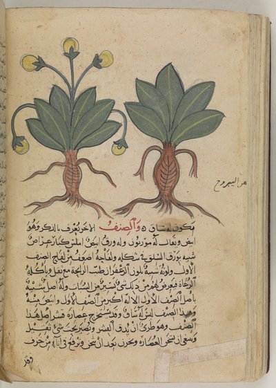 Veya 3366 f.144v Pedanius Dioscorides