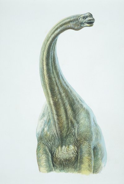 Brontosaurus, Jura dönemi (renkli taş) by School Italian