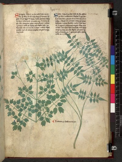 Egerton 747 Spargula ve Self, Otlar Üzerine Bir Çalışma (Bitkisel) c.1280-1310 (parşömen üzerine mürekkep ve renk) by School Italian