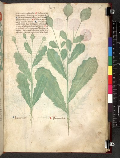 Egerton 747 Tractatus de otlar (Bitkisel) c.1280-1310 (parşömen üzerine mürekkep ve renk) by School Italian