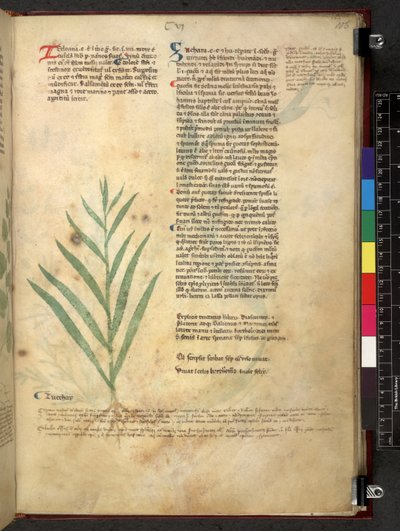 Egerton 747 Tractatus de otlar (Bitkisel) c.1280-1310 (parşömen üzerine mürekkep ve renk) by School Italian