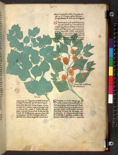 Egerton 747 Tractatus de otlar (Bitkisel) c.1280-1310 (parşömen üzerine mürekkep ve renk) by School Italian