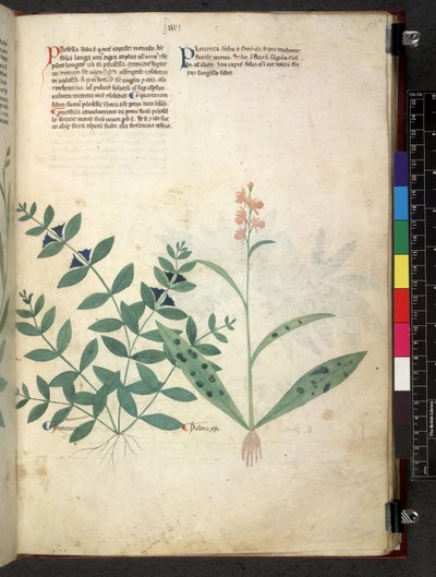 Egerton 747 Tractatus de otlar (Bitkisel) c.1280-1310 (parşömen üzerine mürekkep ve renk) by School Italian