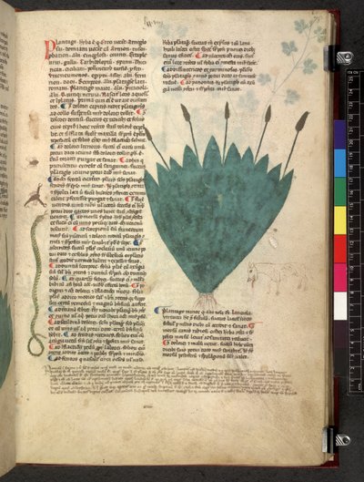 Egerton 747 Tractatus de otlar (Bitkisel) c.1280-1310 (parşömen üzerine mürekkep ve renk) by School Italian