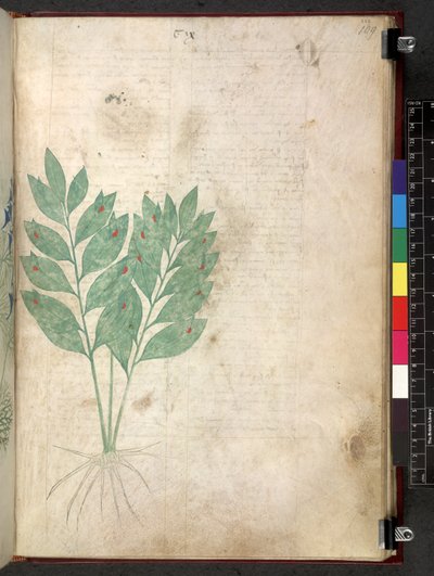 Egerton 747 Tractatus de otlar (Bitkisel) c.1280-1310 (parşömen üzerine mürekkep ve renk) by School Italian
