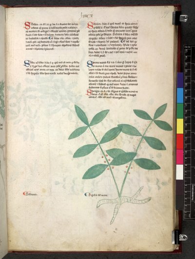 Egerton 747 Tractatus de otlar (Bitkisel) c.1280-1310 (parşömen üzerine mürekkep ve renk) by School Italian
