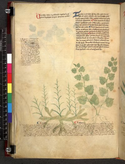 Egerton 747 Tractatus de otlar (Bitkisel) c.1280-1310 (parşömen üzerine mürekkep ve renk) by School Italian