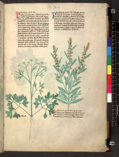 Egerton 747 Tractatus de otlar (Bitkisel) c.1280-1310 (parşömen üzerine mürekkep ve renk) by School Italian