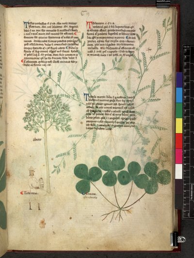 Egerton 747 Tractatus de otlar (Bitkisel) c.1280-1310 (parşömen üzerine mürekkep ve renk) by School Italian