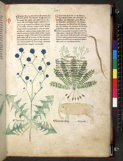 Egerton 747 Tractatus de otlar (Bitkisel) c.1280-1310 (parşömen üzerine mürekkep ve renk) by School Italian