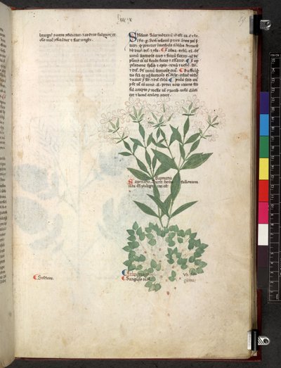 Egerton 747 Tractatus de otlar (Bitkisel) c.1280-1310 (parşömen üzerine mürekkep ve renk) by School Italian