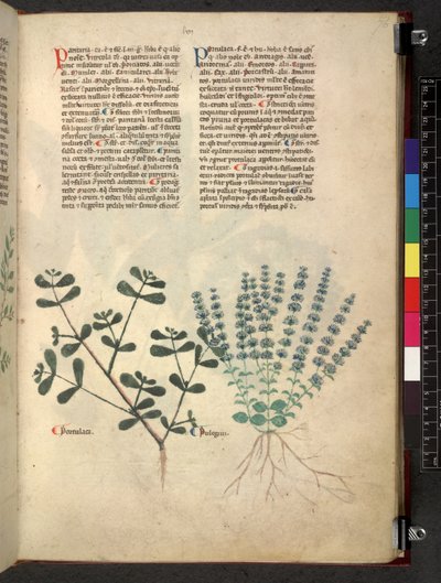 Egerton 747 Tractatus de otlar (Bitkisel) c.1280-1310 (parşömen üzerine mürekkep ve renk) by School Italian