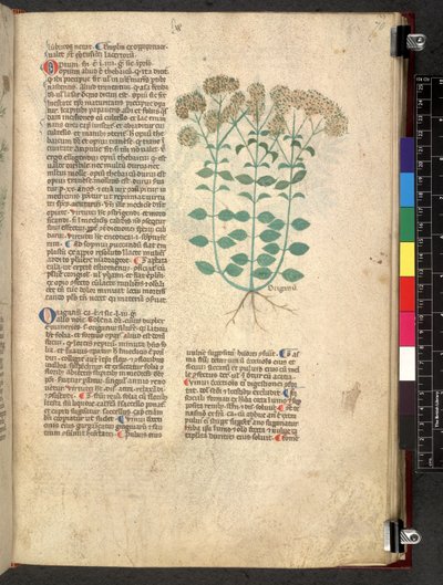 Egerton 747 Tractatus de otlar (Bitkisel) c.1280-1310 (parşömen üzerine mürekkep ve renk) by School Italian
