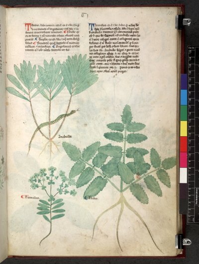 Egerton 747 Tractatus de otlar (Bitkisel) c.1280-1310 (parşömen üzerine mürekkep ve renk) by School Italian