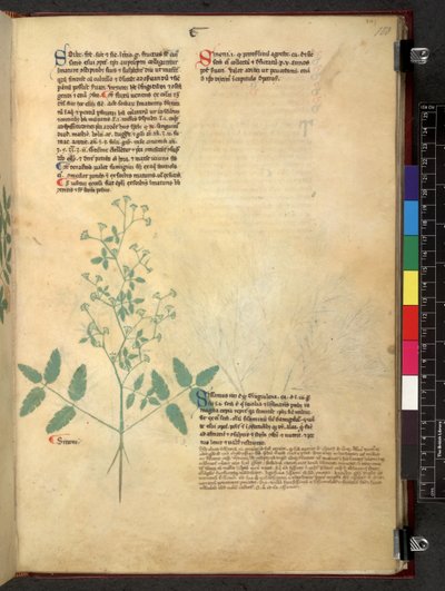 Egerton 747 Tractatus de otlar (Bitkisel) c.1280-1310 (parşömen üzerine mürekkep ve renk) by School Italian