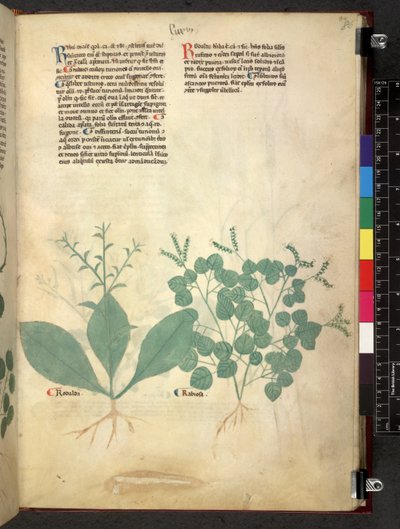 Egerton 747 Tractatus de otlar (Bitkisel) c.1280-1310 (parşömen üzerine mürekkep ve renk) by School Italian