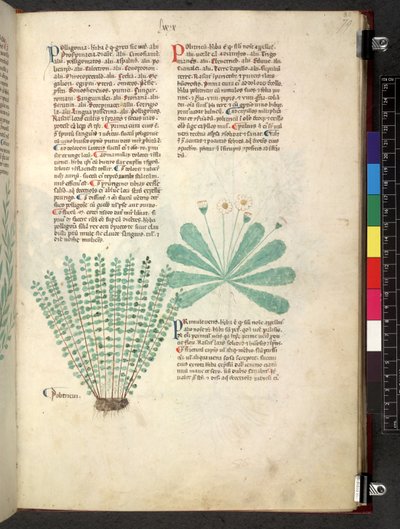 Egerton 747 Tractatus de otlar (Bitkisel) c.1280-1310 (parşömen üzerine mürekkep ve renk) by School Italian