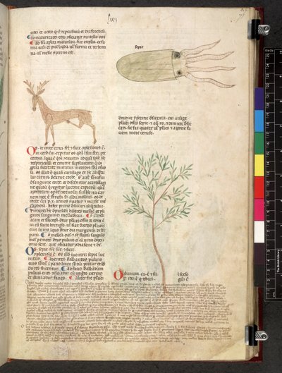 Egerton 747 Tractatus de otlar (Bitkisel) c.1280-1310 (parşömen üzerine mürekkep ve renk) by School Italian