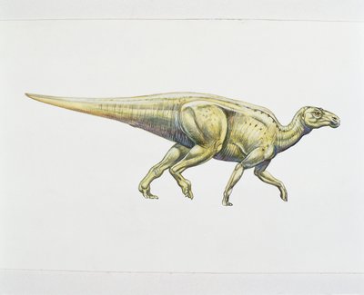 Hadrosaurid veya ördek gagalı dinozor (renkli taş) by School Italian