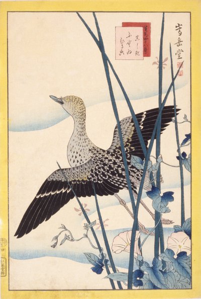 Vahşi ördek by School Japanese