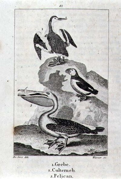 A History of the Earth and Animated Nature