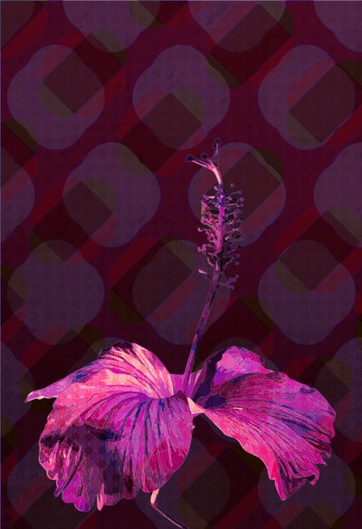 Ebegümeci3, 2019 by Scott J. Davis