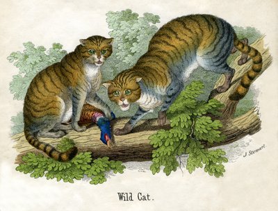 İki Bobcats Antik Baskısı by Scottish School